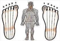 Reflexologie plantaire mahalovie fitzgerald